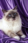 Picture of blue point birman cat lying on satin