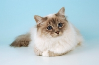 Picture of blue point birman cat lying on blue background