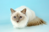 Picture of blue point birman cat on blue background