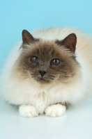 Picture of blue point Birman cat on pastel background
