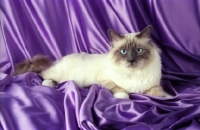 Picture of blue point birman cat on satin cloth