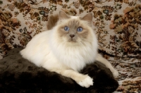 Picture of blue point birman cat on sofa