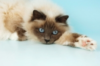 Picture of blue point birman cat resting