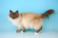 Picture of blue point birman cat side view
