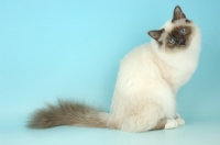 Picture of blue point Birman cat sitting in studio