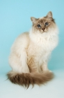 Picture of blue point birman cat sitting on blue background