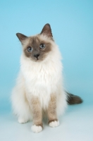 Picture of blue point Birman cat sitting in studio