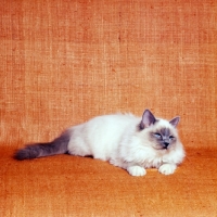 Picture of blue point birman cat
