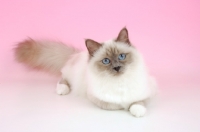 Picture of blue point Birman resting on pink background
