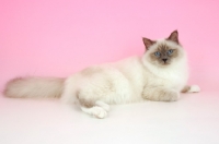 Picture of blue point Birman