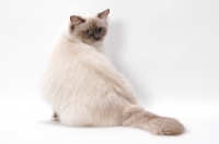 Picture of Blue Point Mitted Ragdoll, back view
