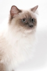 Picture of Blue Point Mitted Ragdoll, portrait