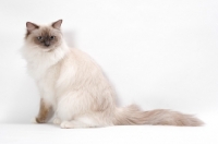 Picture of Blue Point Mitted Ragdoll, sitting