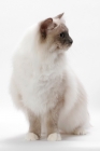 Picture of Blue Point Mitted Ragdoll, sitting and looking aside