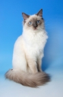 Picture of blue point ragdoll cat, sitting down