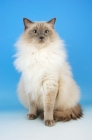 Picture of blue point ragdoll cat