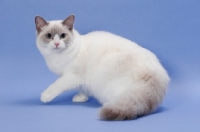 Picture of blue point Ragdoll on pastel background
