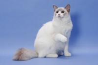 Picture of blue point Ragdoll