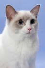 Picture of blue point Ragdoll