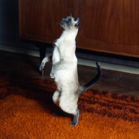 Picture of blue point siamese cat , int pr ming-fu moongast standing on hind legs