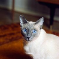 Picture of blue point siamese cat, int pr ming-fu moongast