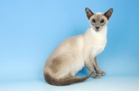 Picture of blue point siamese cat, sitting down