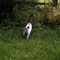 Picture of blue point siamese cat 