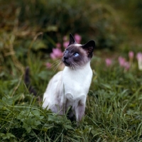 Picture of blue point siamese cat 