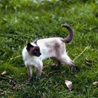 Picture of blue point siamese cat 