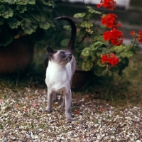 Picture of blue point siamese cat 