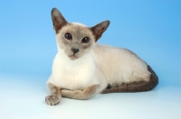 Picture of blue point siamese cat