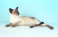 Picture of blue point Siamese looking calm