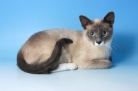 Picture of blue point snowshoe cat