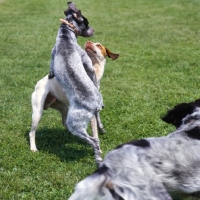 Picture of blue roan braque du bourbonnais playing with another dog