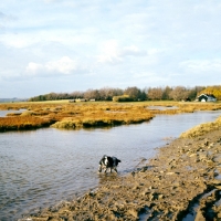 Picture of blue roan cocker spaniel in watery landscape