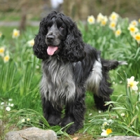 Picture of blue roan english cocker in daffodils, undocked, full tail