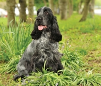 Picture of blue roan, English Cocker Spaniel