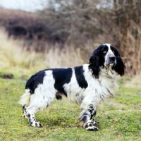 Picture of blue roan field spaniel