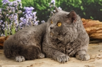 Picture of blue selkirk rex