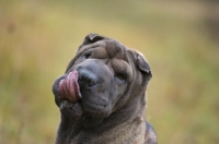 Picture of blue shar pei licking her mouth