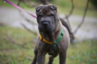 Picture of blue Shar Pei on lead