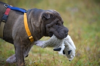 Picture of blue shar pei retrieving toy