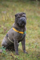 Picture of blue shar pei sitting in a field