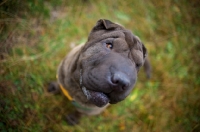 Picture of blue shar pei sitting on grass