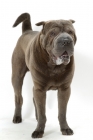 Picture of blue Sharp Pei on white background