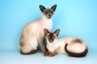 Picture of blue siamese cat sitting and chocolate siamese cat lying down