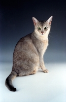 Picture of blue silver Abyssinian cat in studio
