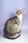 Picture of blue silver Abyssinian on pastel background