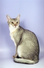 Picture of blue silver Abyssinian sitting on purple background