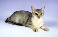 Picture of blue silver Abyssinian